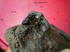 BalaenotusSinPerioticumCranial