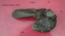 BalaenotusSinPerioticumVentral