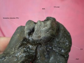 BalaenotusSinPerioticumVentralDetCochlea