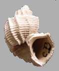 Trigonostoma umbilicare